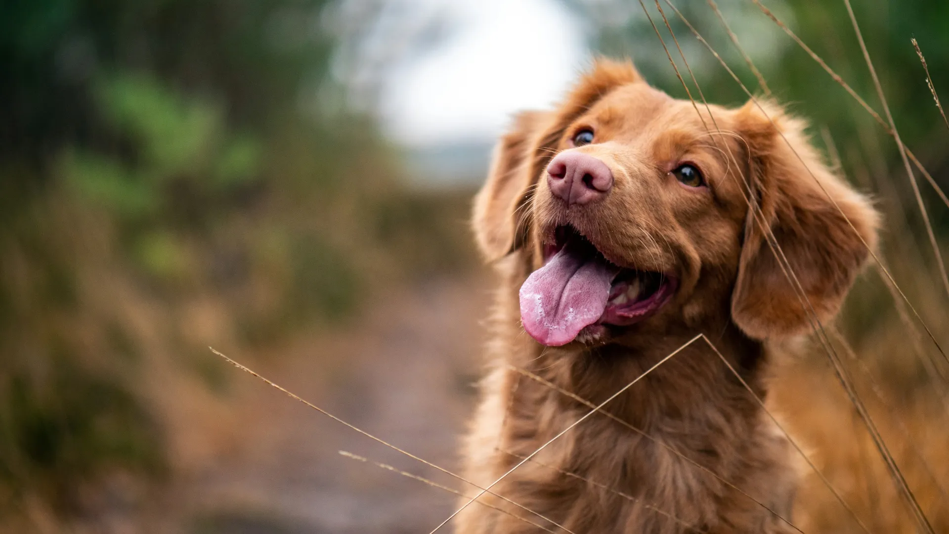 Lähikuva oranssinruskeasta läähättävästä koirasta, joka istuu metsäpolulla.