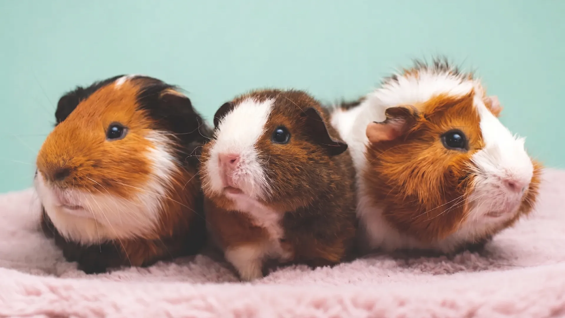 Kolme oranssinruskeaa marsua vierekkäin vaaleanpunaisella alustalla.