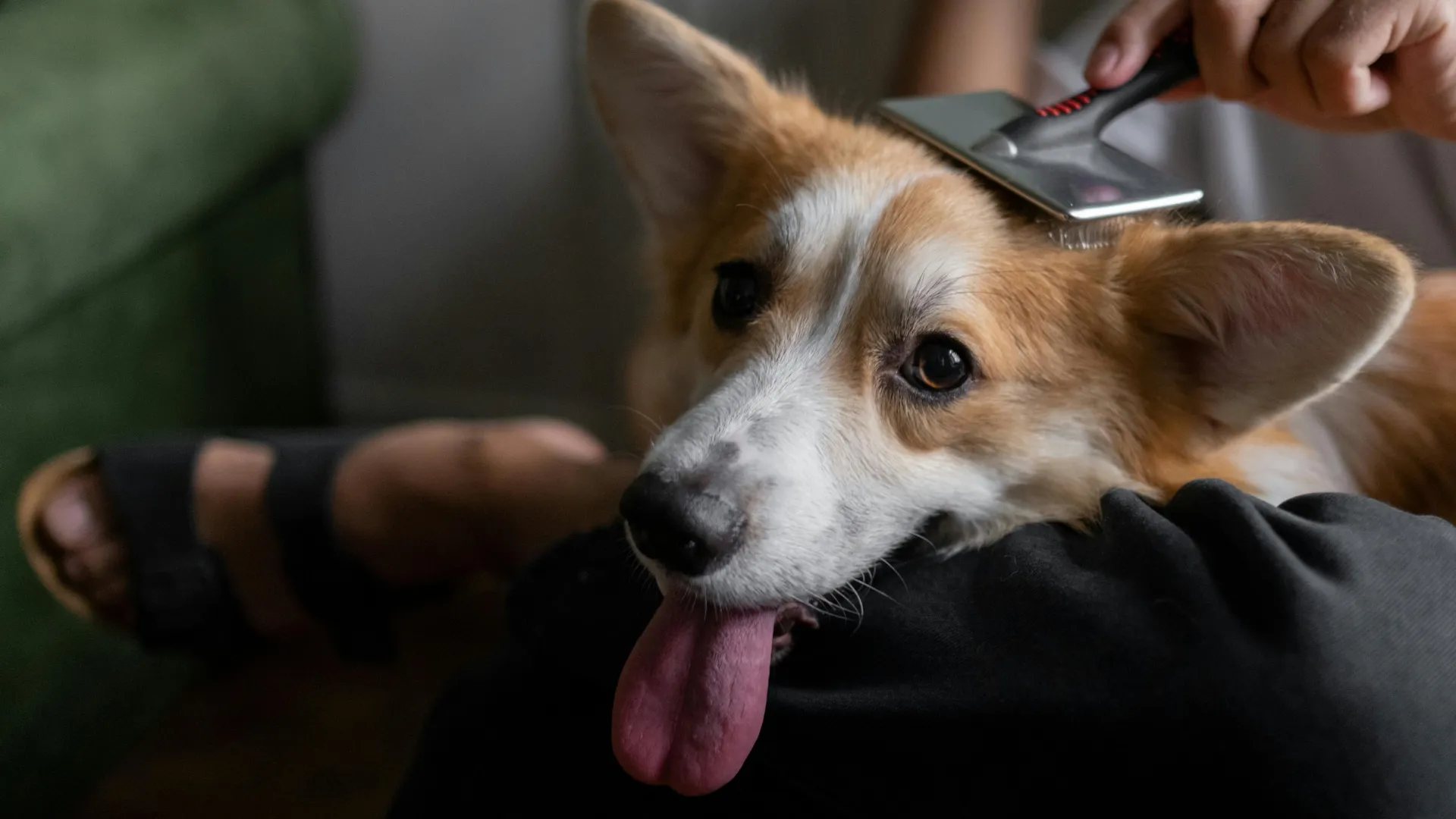 Corgi istumassa ihmisen sylissä harjattavana.