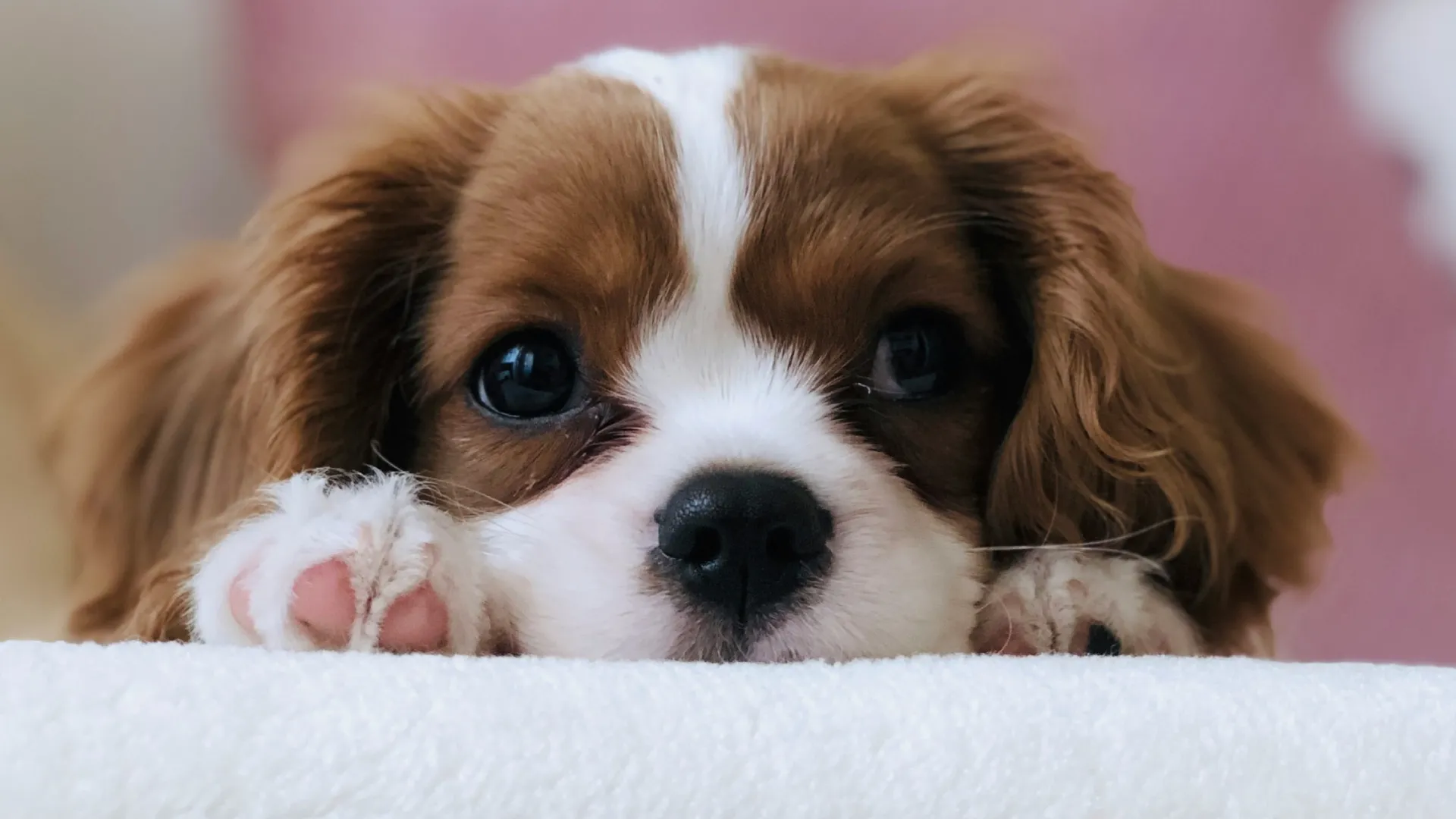 Lähikuva makaavasta cockerspanielin pennusta katsomassa suoraan kameraan.