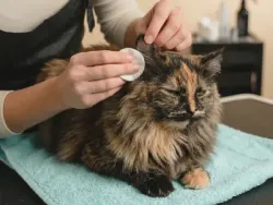 Hoitaja puhdistamassa kissan korvaa vanulapulla.