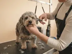 Hoitaja trimmaa pientä koiraa pöydän päällä.