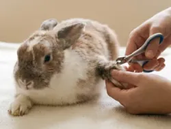 Hoitaja leikkaamassa kanin kynsiä.