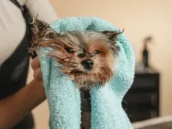 Koiraa kuivataan pyyhkeellä pesun jälkeen.