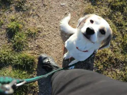 Pieni valkoinen koira katsoo ylöspäin kameraan.