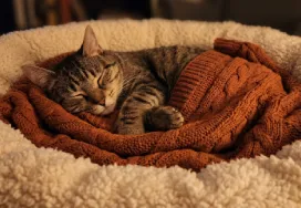 Kissa nukkumassa pehmeässä kissanpedissä.